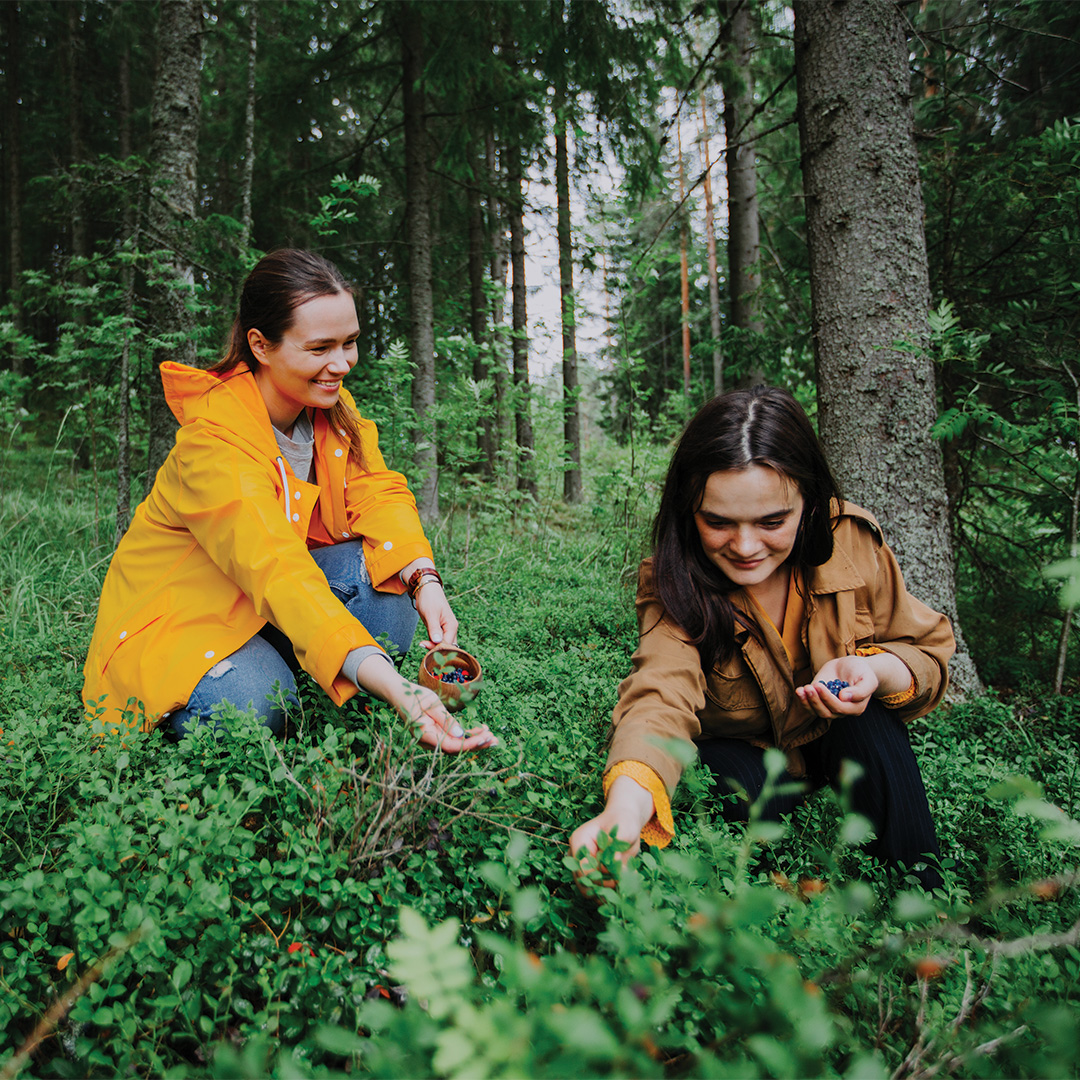 Beeren sammeln in Finnland