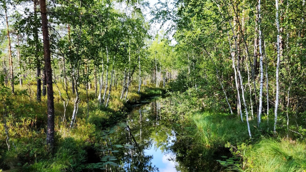 Sumpflandschaft in der finnischen Natur umringt von Birken. 