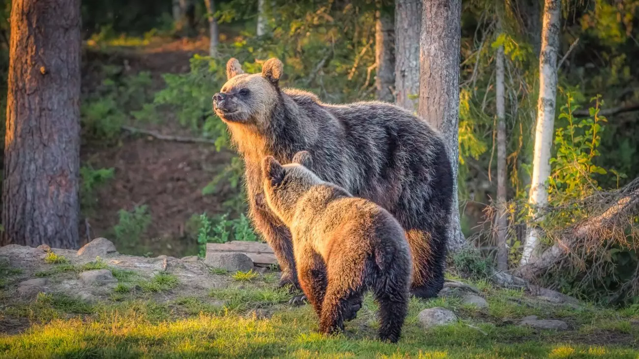 Bärenfamilie in Finnland