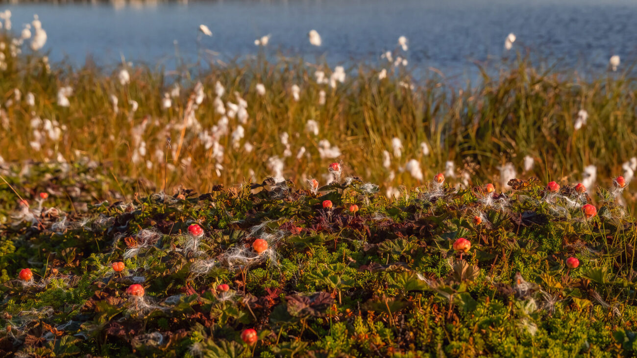 Beeren auf dem Boden 